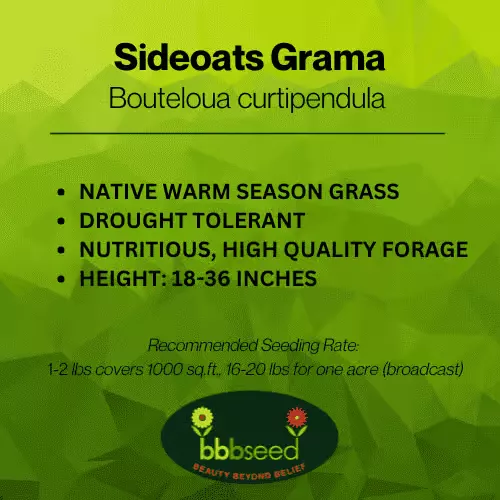 sideoats-grama-bouteloua-curtipendula-vns Sideoats Grama, Bouteloua curtipendula, VNS