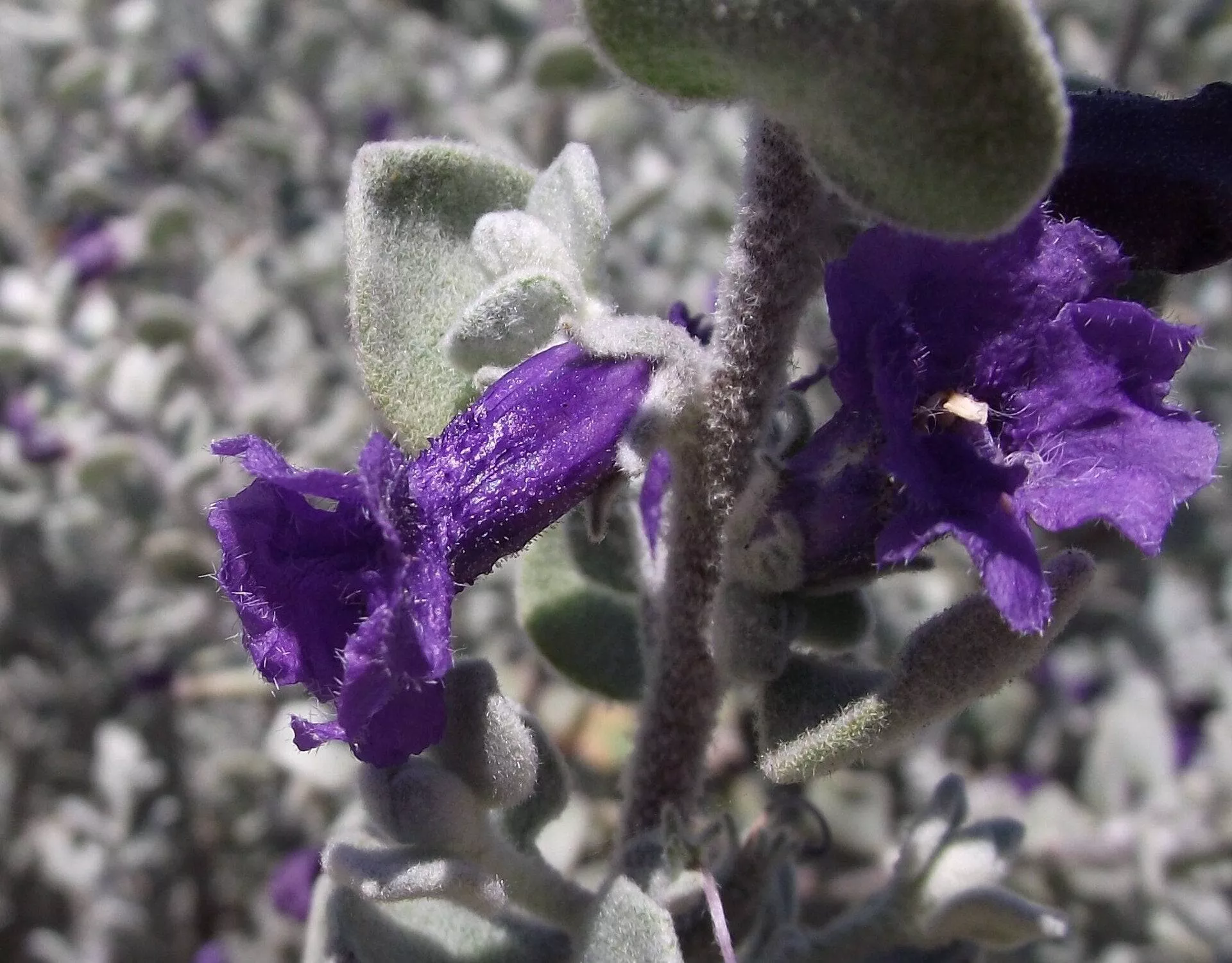sierra-bouquet-texas-sage Sierra Bouquet Texas Sage