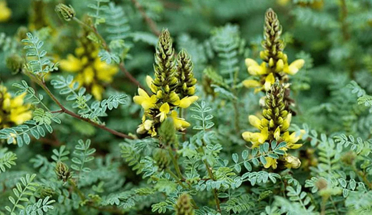 sierra-gold-dalea Sierra Gold Dalea