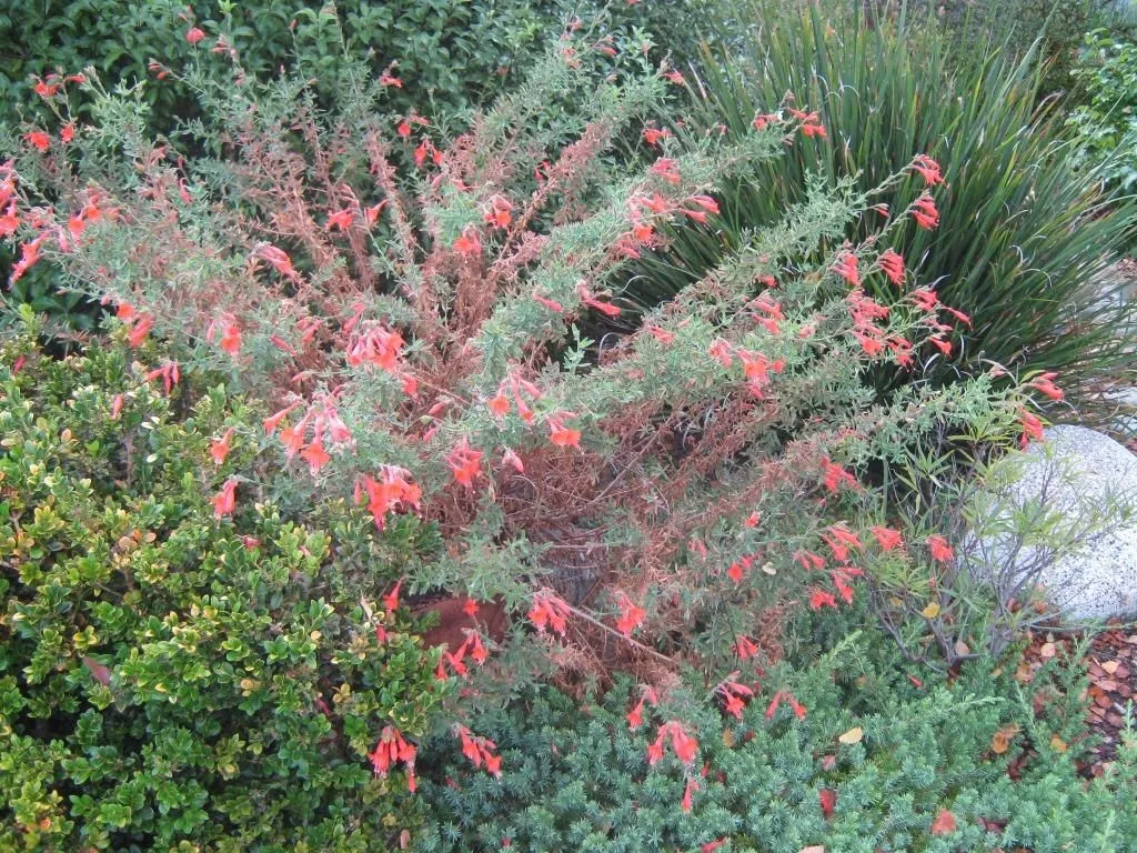 sierra-salmon-california-fuchsia Sierra Salmon California Fuchsia