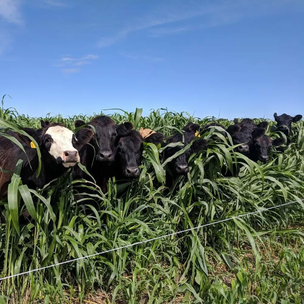 SilageMaster Flex BMR Corn (Cruiser Treated)