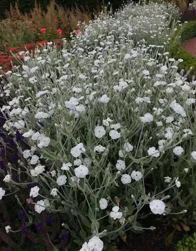 Silene (Alba)