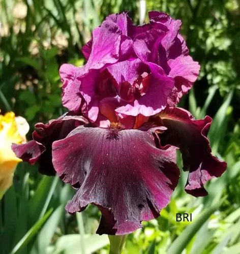 Silken Trim