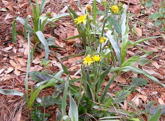silkgrass SilkGrass