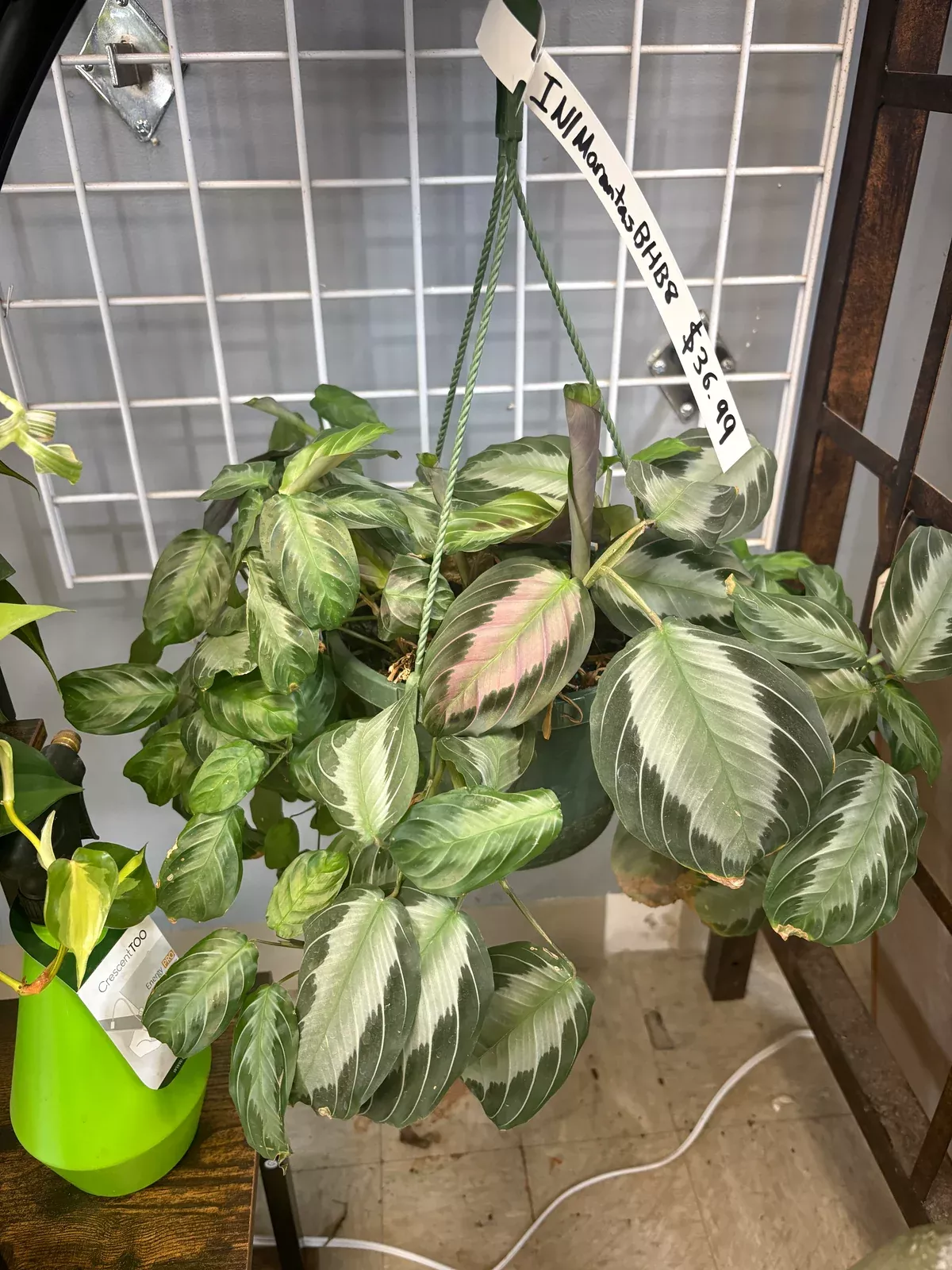 silver-band-prayer-plant Silver Band Prayer Plant
