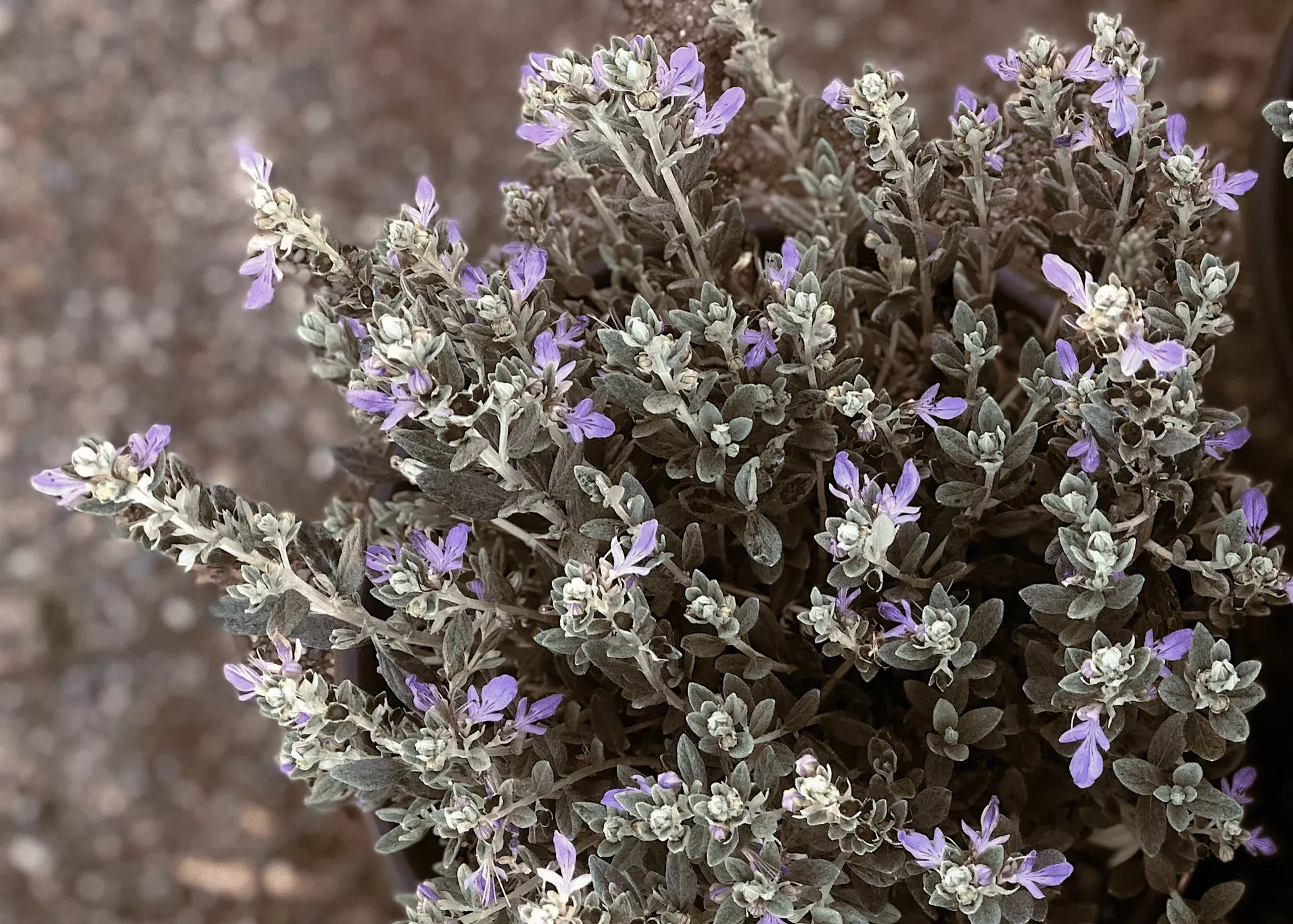 silver-bush-germander Silver Bush Germander