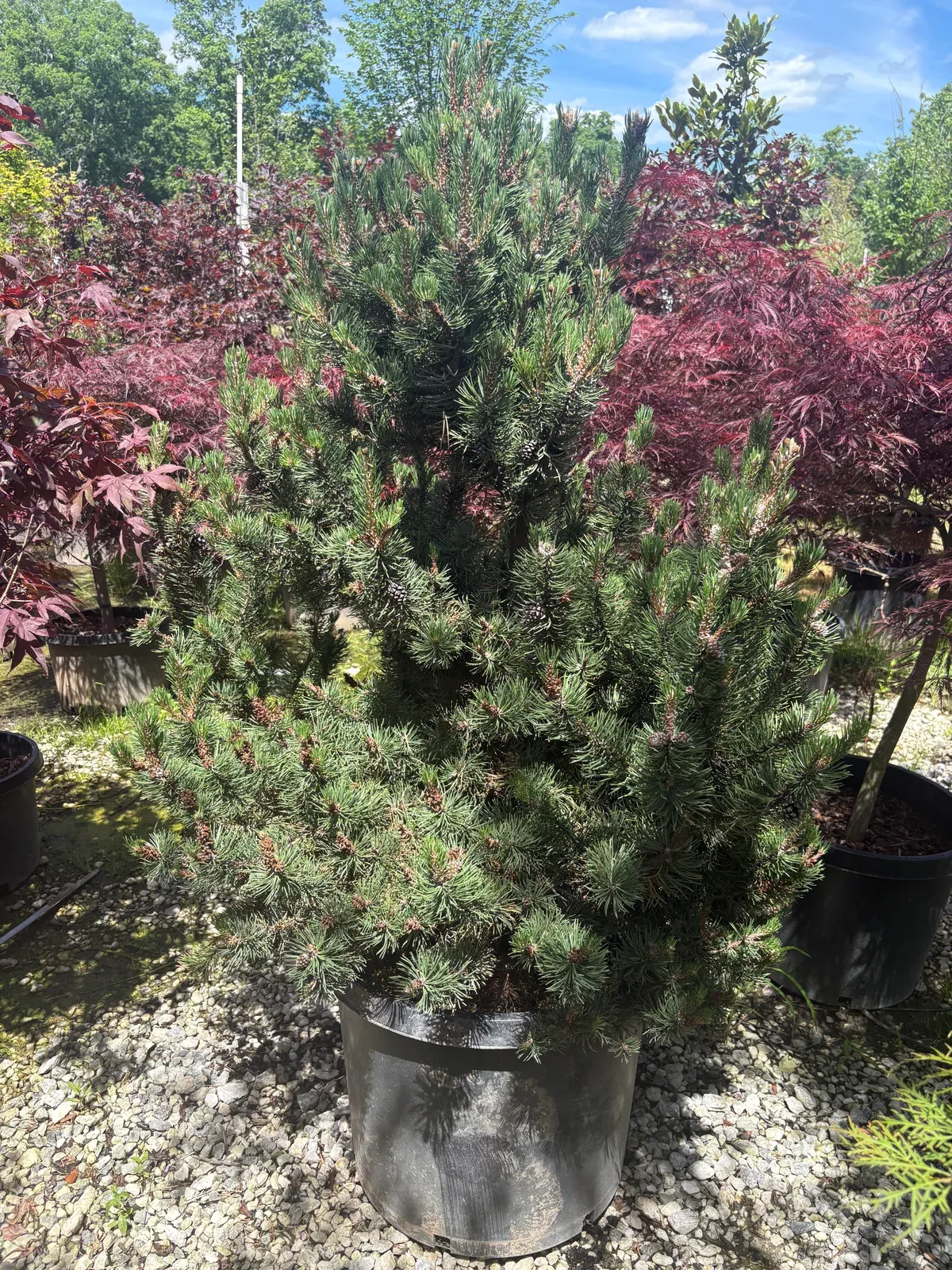 silver-candles-mountain-pine Silver Candles Mountain Pine