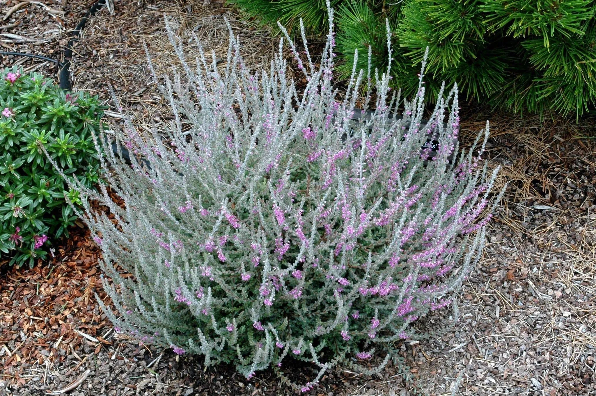 silver-cloud-texas-sage Silver Cloud Texas Sage