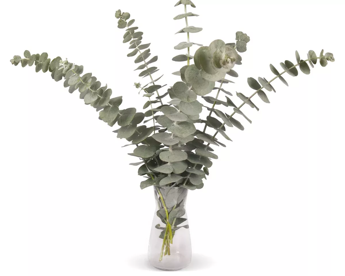 silver-dollar-eucalyptus-cinerea-seeds Silver Dollar Eucalyptus Cinerea Seeds