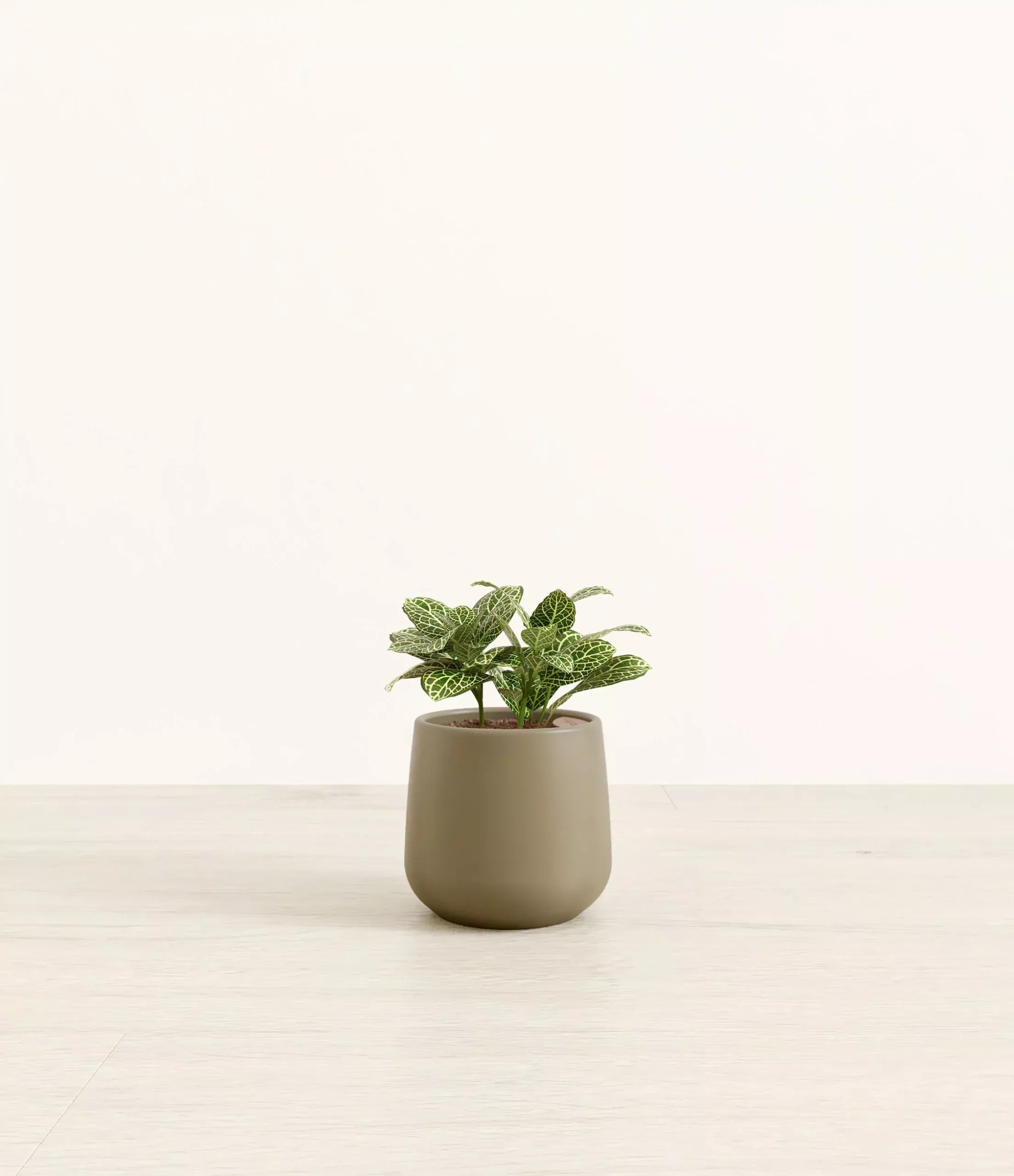 Silver Fittonia