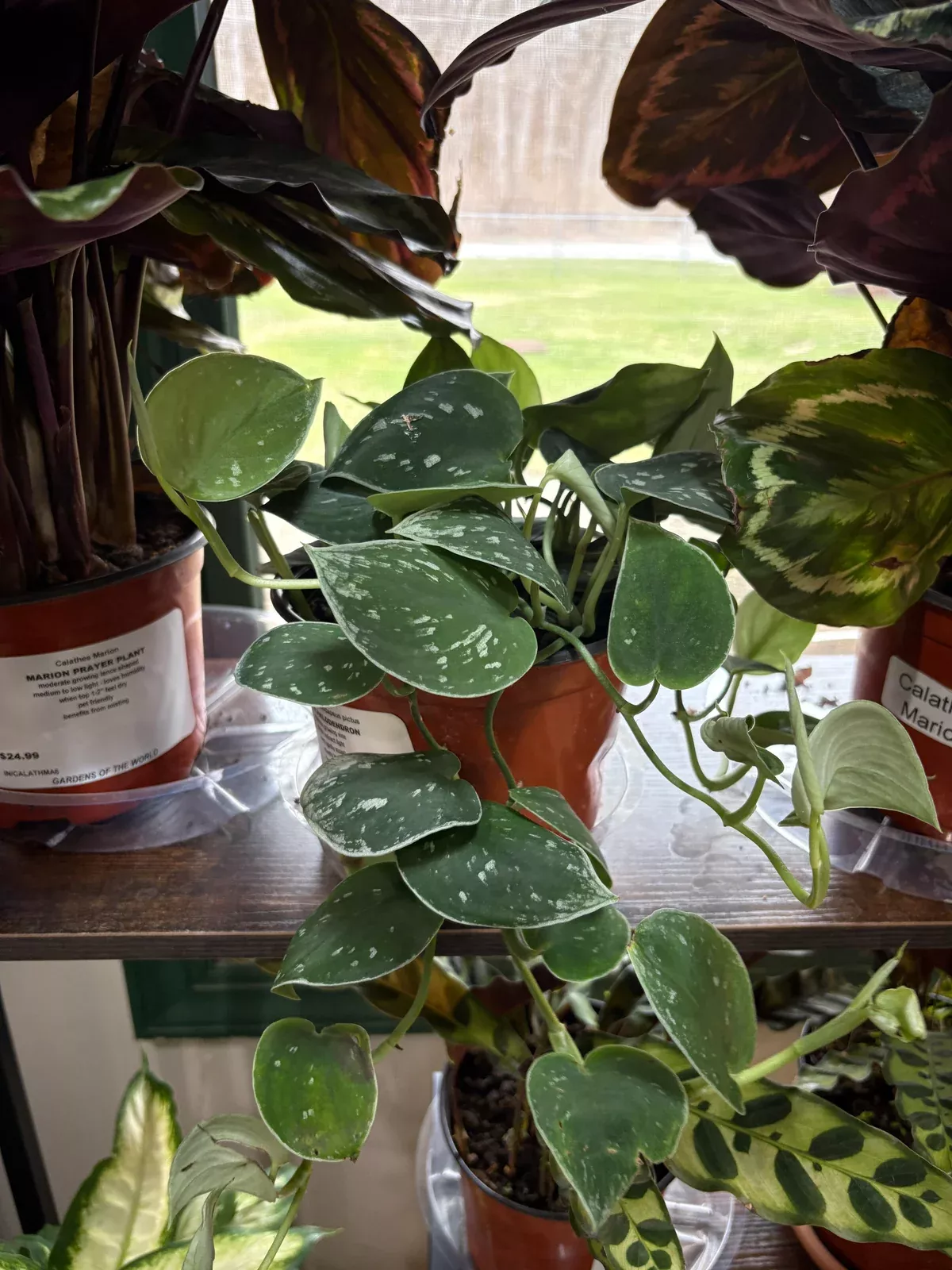 silver-pothos Silver Pothos