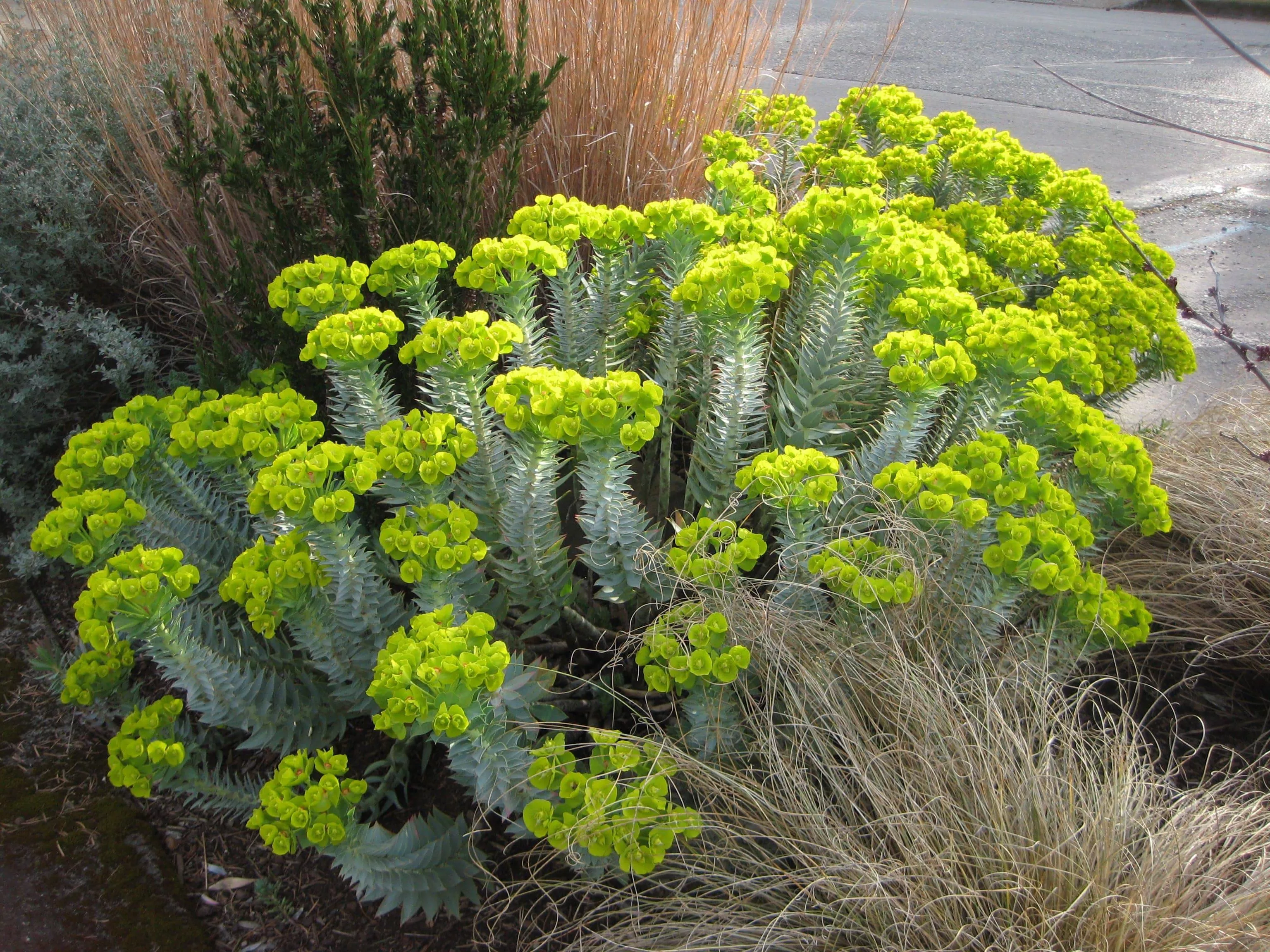 silver-spurge Silver Spurge