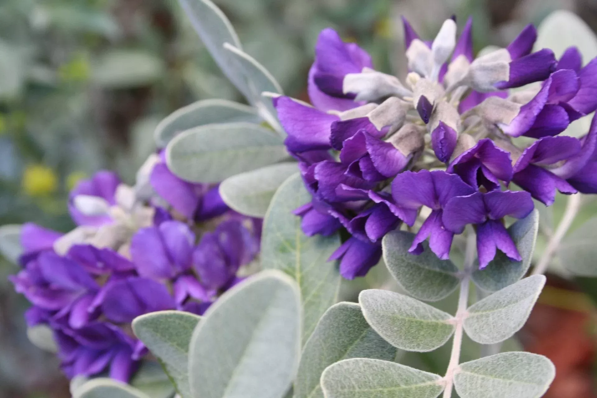 silver-texas-mountain-laurel Silver Texas Mountain Laurel