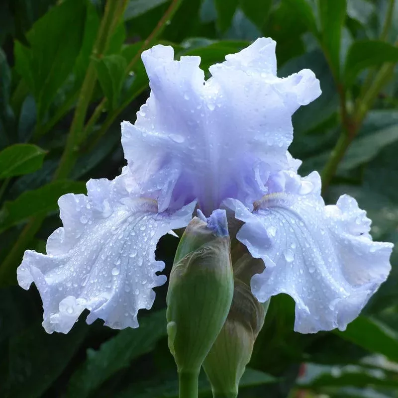silverado-bearded-iris Silverado Bearded Iris