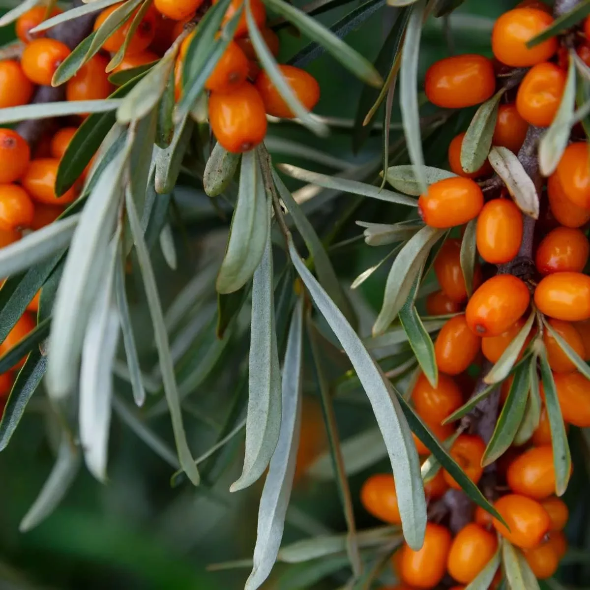 sirola-seaberry Sirola™ Seaberry