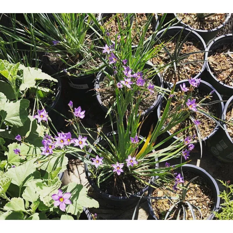 sisyrinchium-bellum-blue-eyed-grass Sisyrinchium bellum Blue Eyed Grass