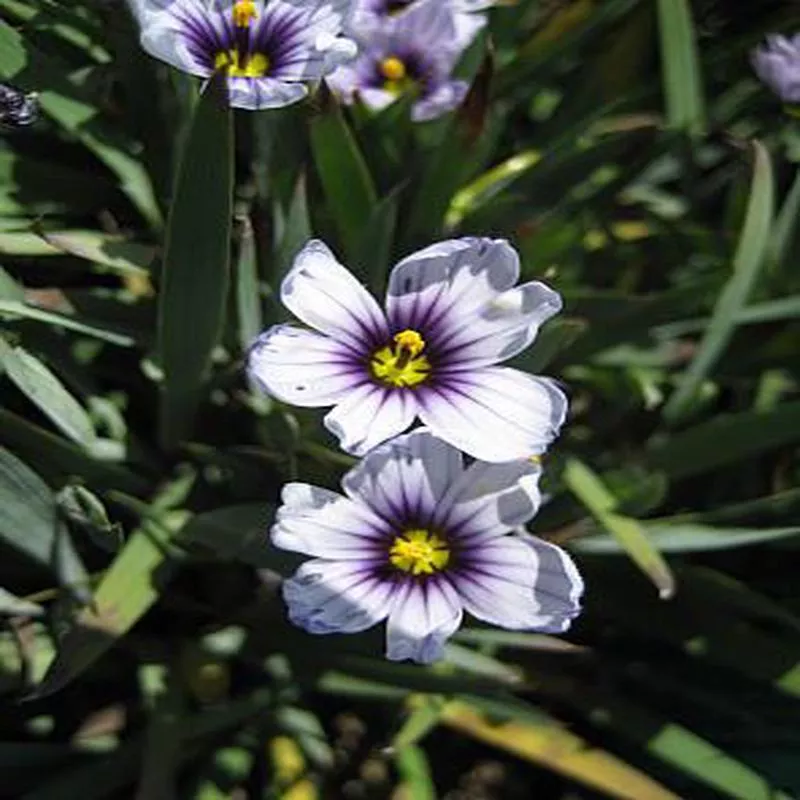 sisyrinchium-bellum-nanum Sisyrinchium bellum 'Nanum'