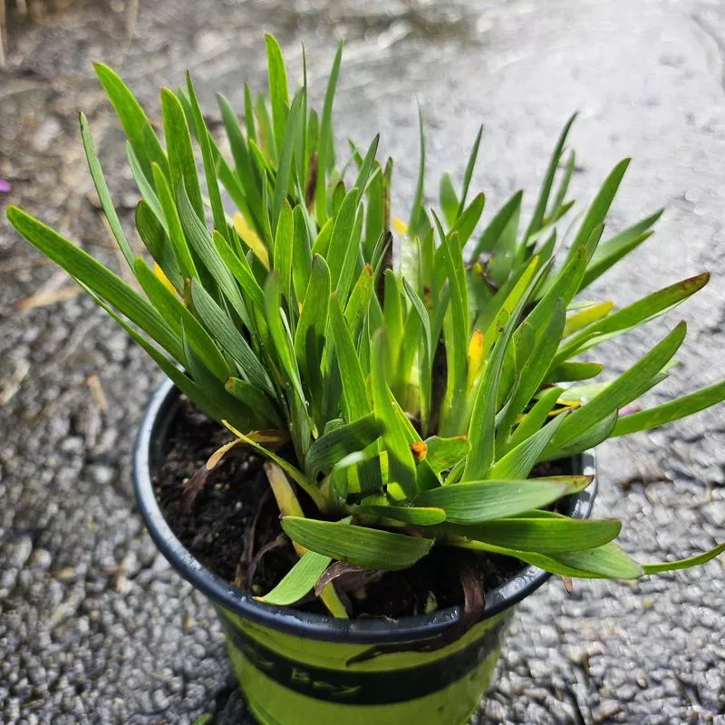 sisyrinchium-bellum-san-bruno-mtn Sisyrinchium bellum 'San Bruno Mtn'
