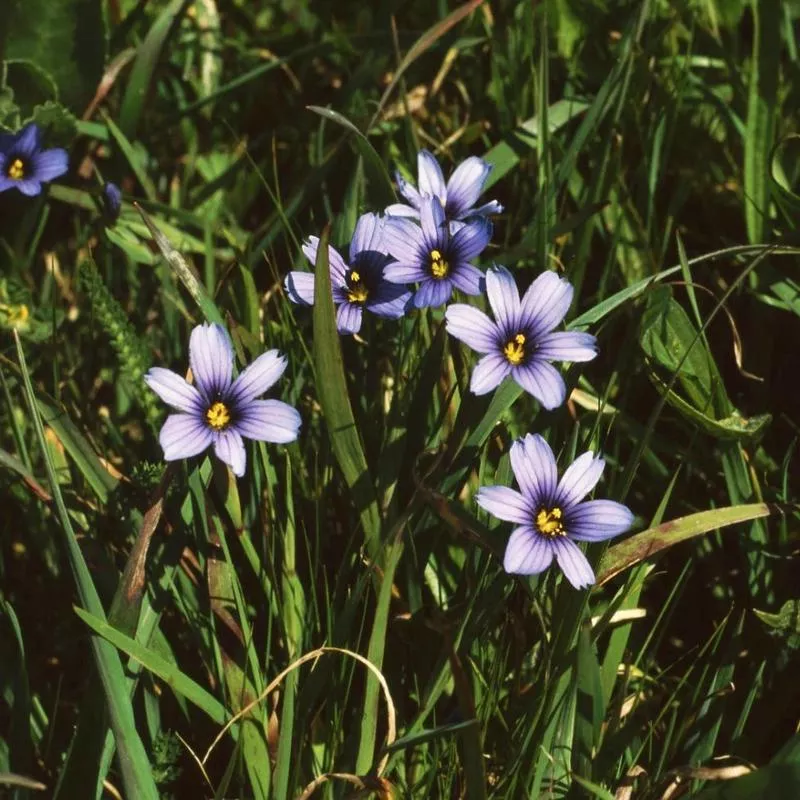 sisyrinchium-bellum Sisyrinchium bellum