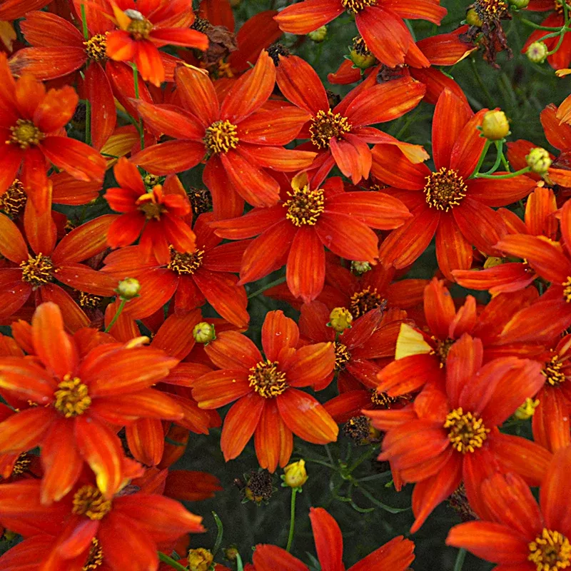 sizzle-spice-crazy-cayenne-coreopsis Sizzle & Spice Crazy Cayenne Coreopsis
