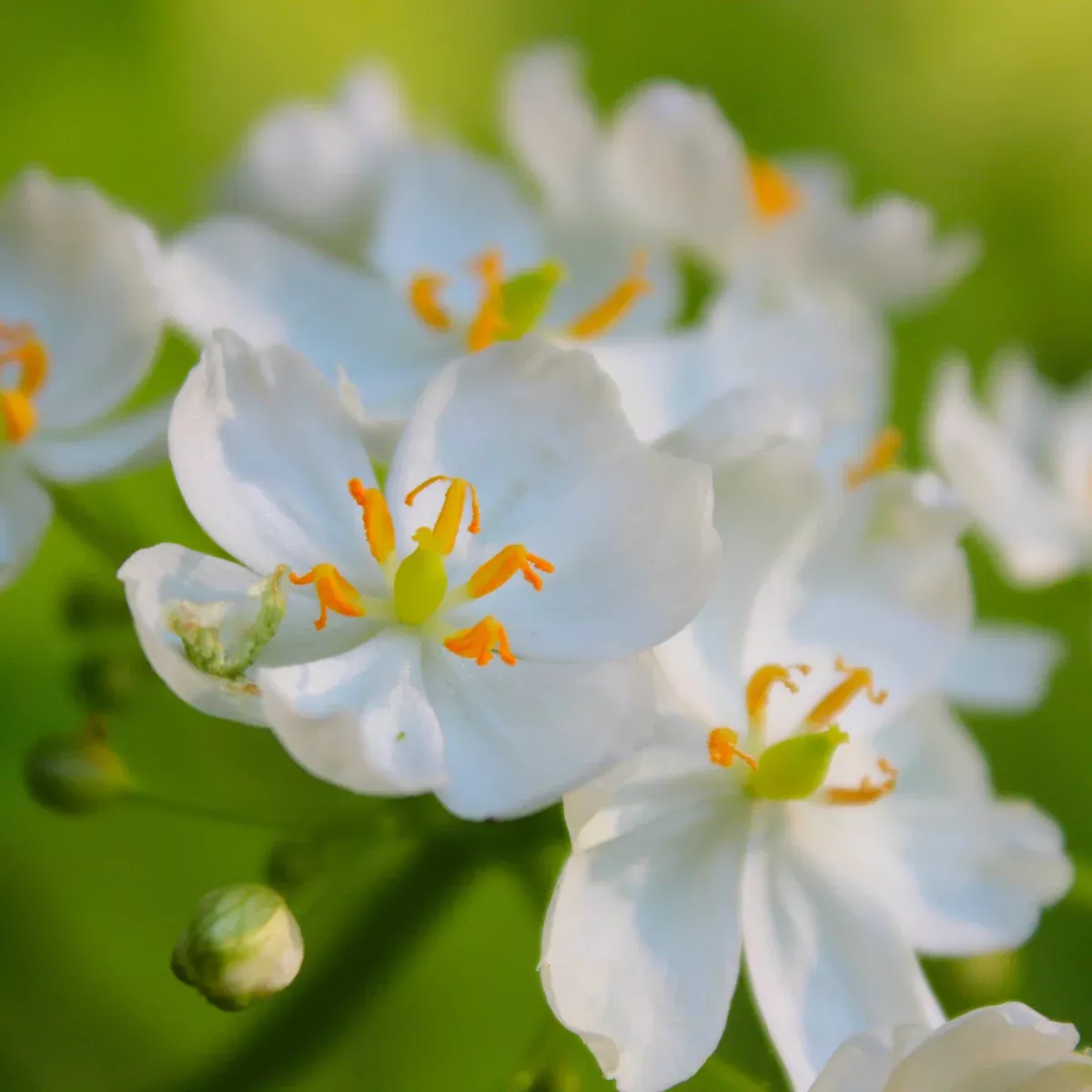 skeleton-flower-woodland-plant Skeleton Flower - Woodland Plant