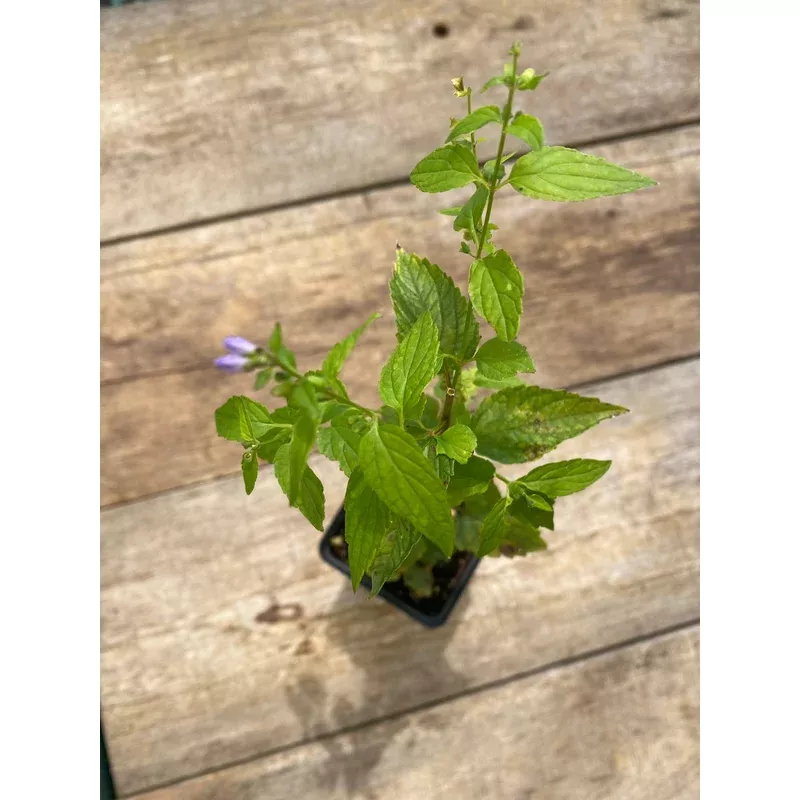 skullcap-mad-dog Skullcap, Mad-dog
