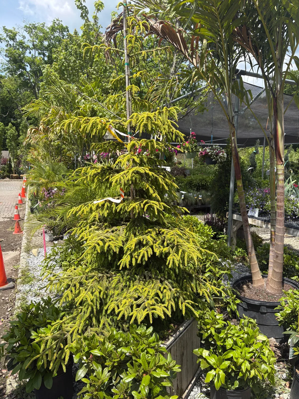 skylands-oriental-spruce Skylands Oriental Spruce