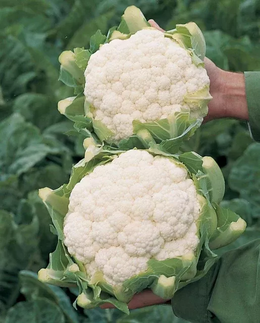 skywalker-coated-organic-cauliflower Skywalker Coated Organic Cauliflower