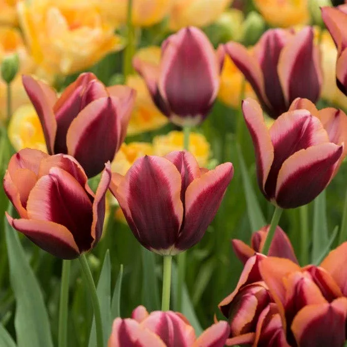 slawa-triumph-tulip Slawa Triumph Tulip