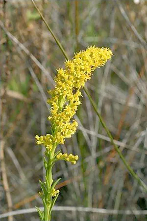 slender-goldenrod Slender Goldenrod
