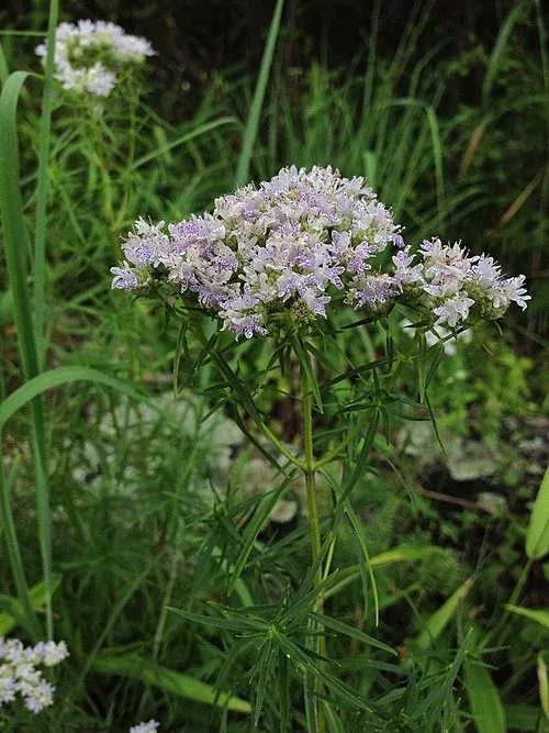 Slender Mountain Mint