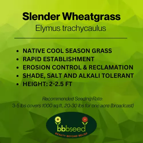 Slender Wheatgrass, Elymus trachycaulus, VNS