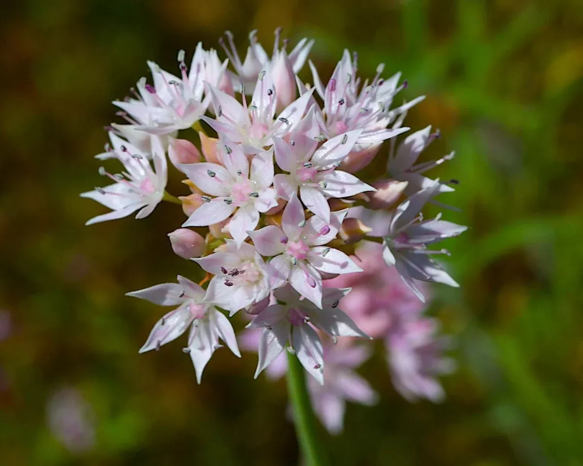 Slimleaf Onion Seeds (Allium amplectens)