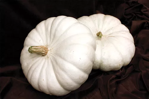 small-flat-white-pumpkin Small Flat White Pumpkin