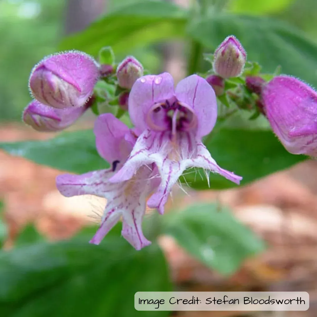small-s-beardtongue-penstemon-smallii Small's beardtongue (Penstemon smallii)
