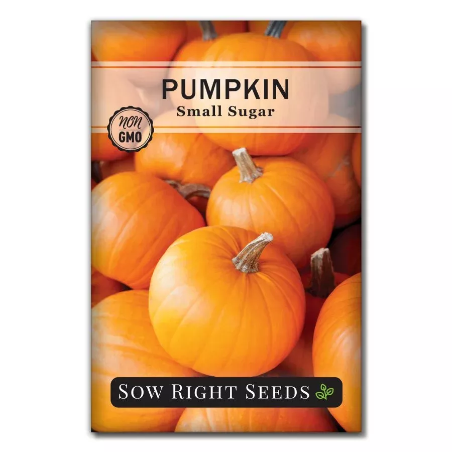 small-sugar-pumpkin Small Sugar Pumpkin