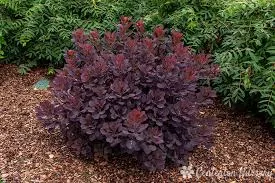 smokebush-winecraft-black-8-bl Smokebush: 'Winecraft Black' 8" (Bl)