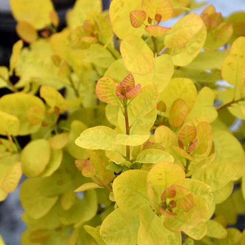 smokebush-winecraft-gold Smokebush 'Winecraft Gold'