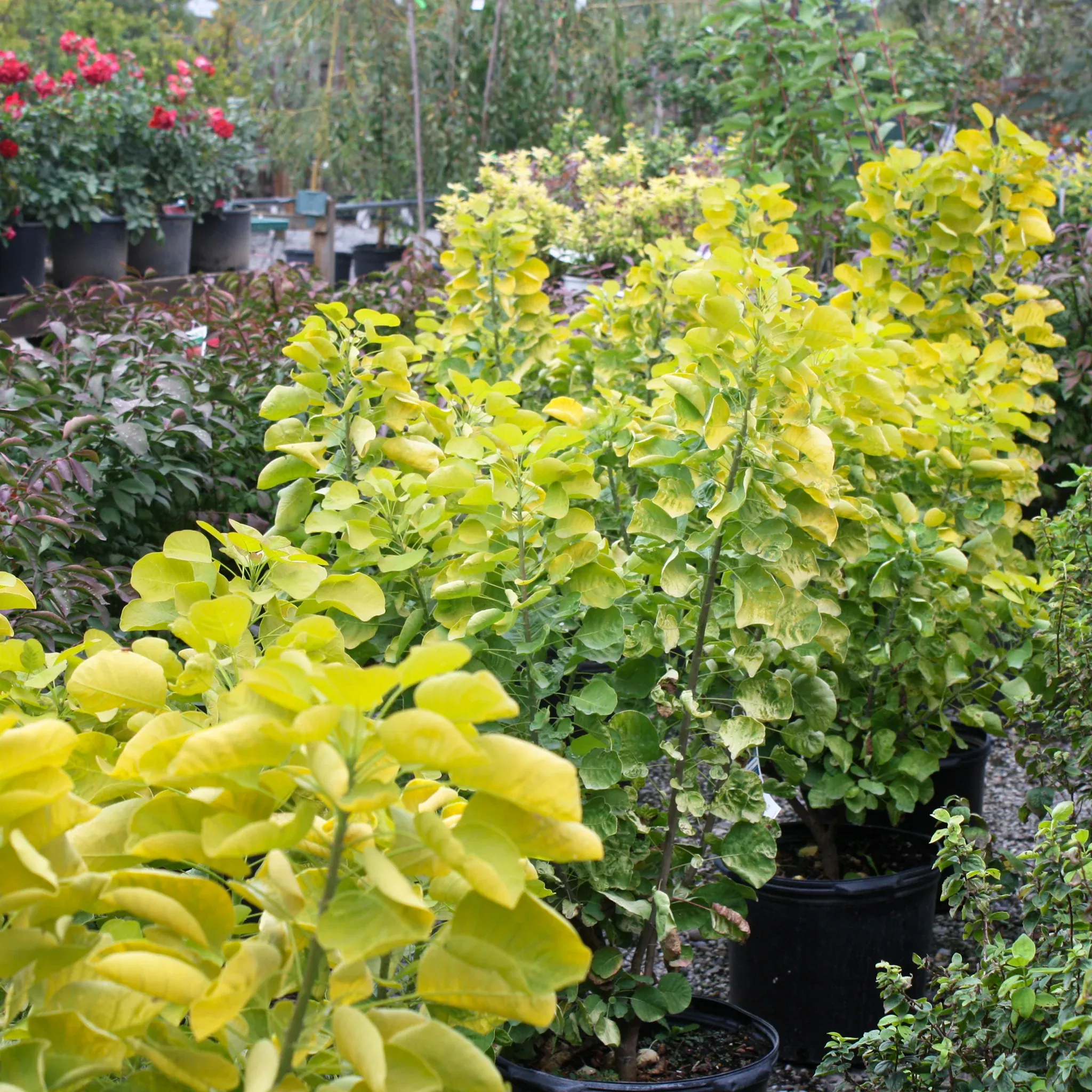smokebush Smokebush