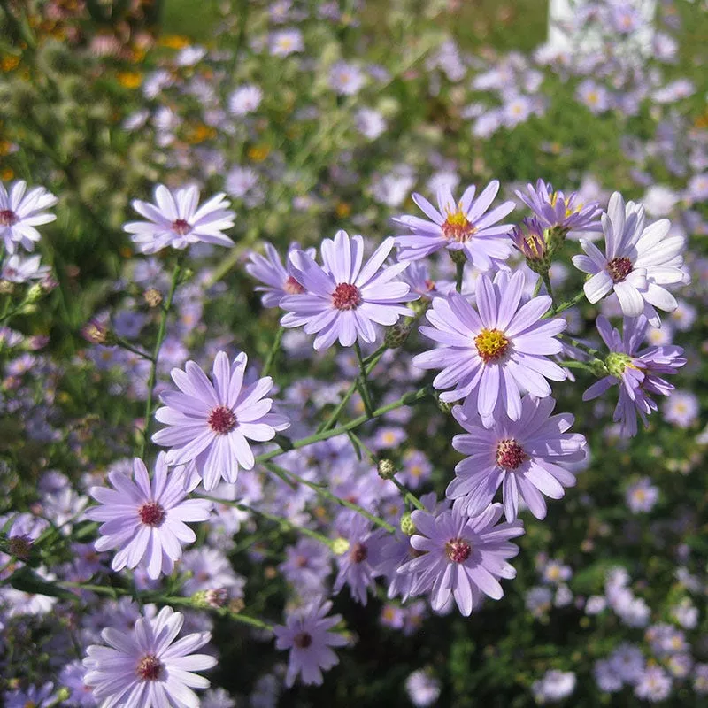 smooth-blue-aster-seeds Smooth Blue Aster Seeds