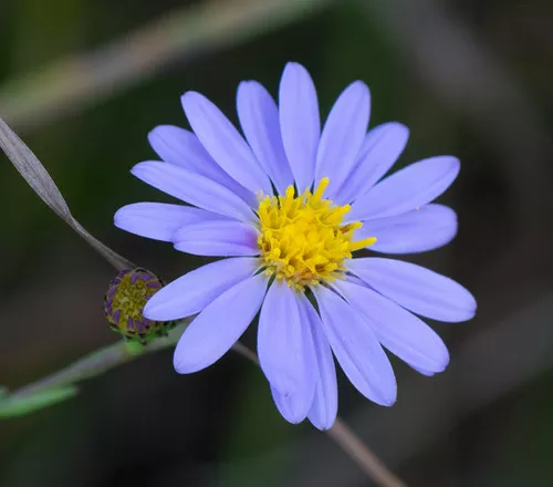 smooth-blue-aster Smooth Blue Aster