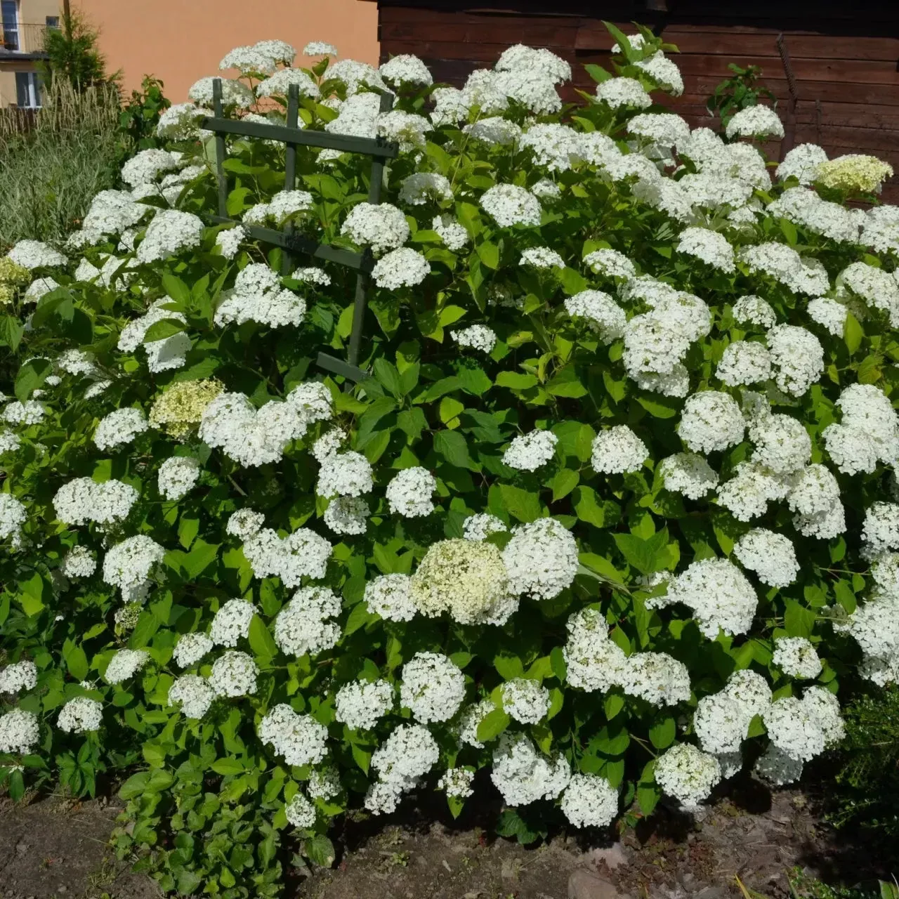 Smooth Hydrangea
