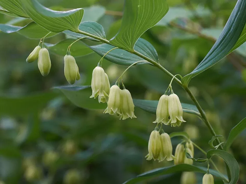 smooth-solomon-s-seal Smooth Solomon’s Seal