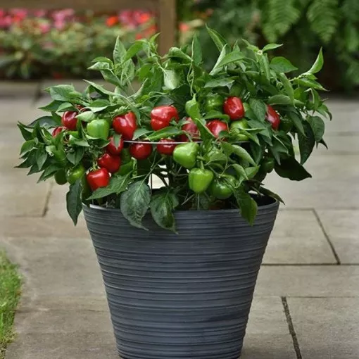 Snackabelle Red Pepper Seeds