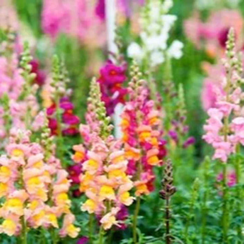 snapdragon-rocket-mix Snapdragon 'Rocket Mix'