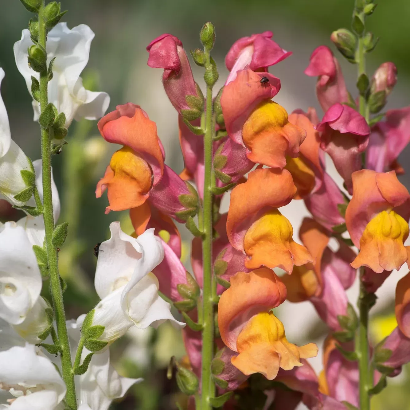 snapdragon-seedling-bertrand-s-giant-6-pack Snapdragon Seedling, Bertrand’s Giant 6-Pack