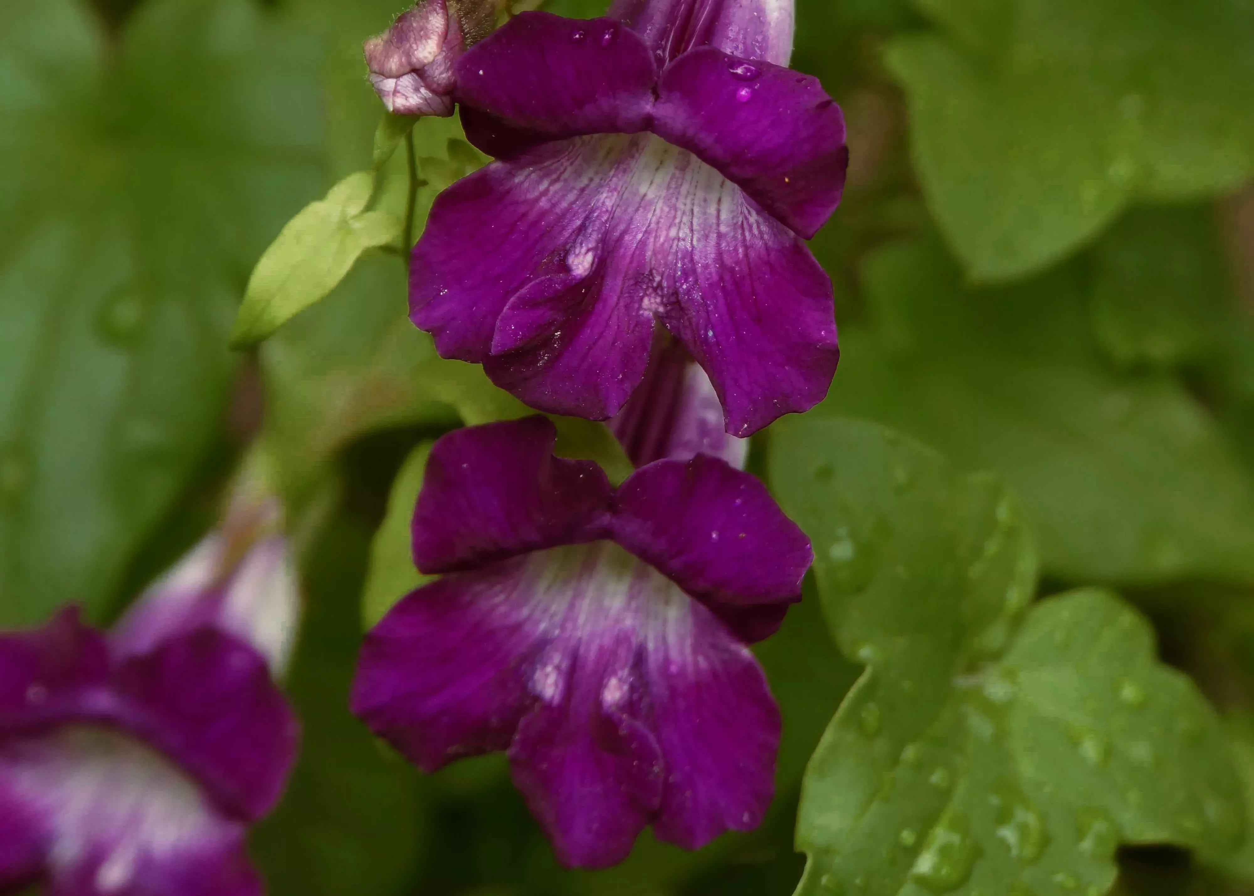 snapdragon-vine Snapdragon Vine