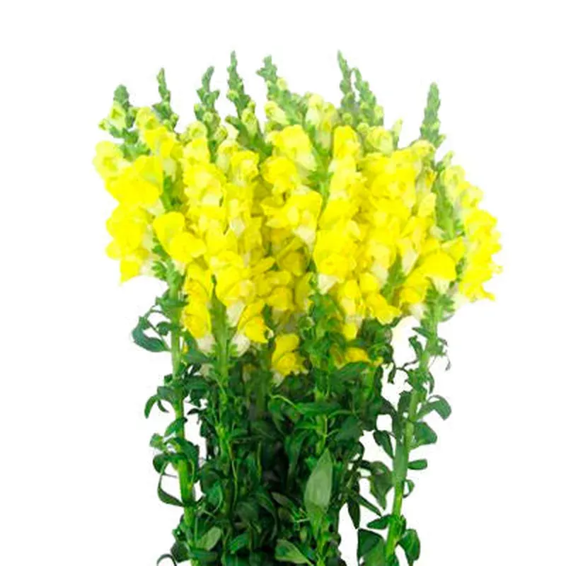snapdragons-yellow Snapdragons Yellow