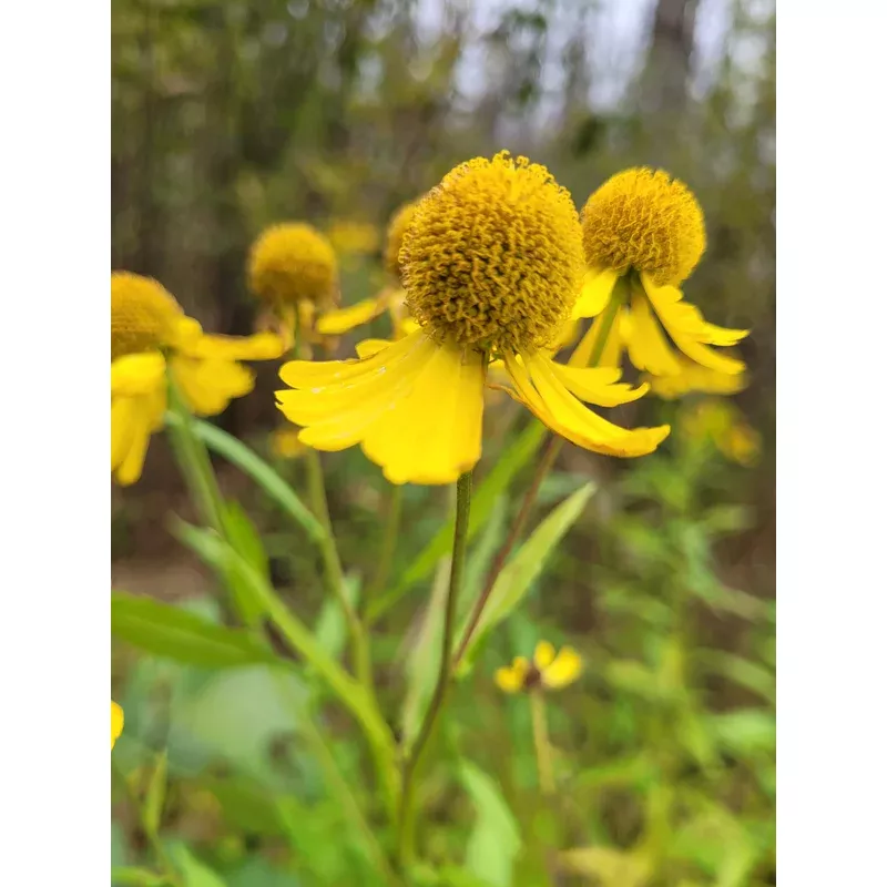 sneezeweed-helenium-autumnale Sneezeweed (Helenium autumnale)