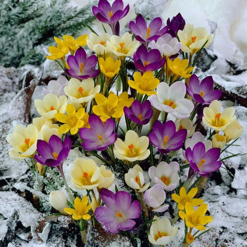 snow-crocus-mix Snow Crocus Mix